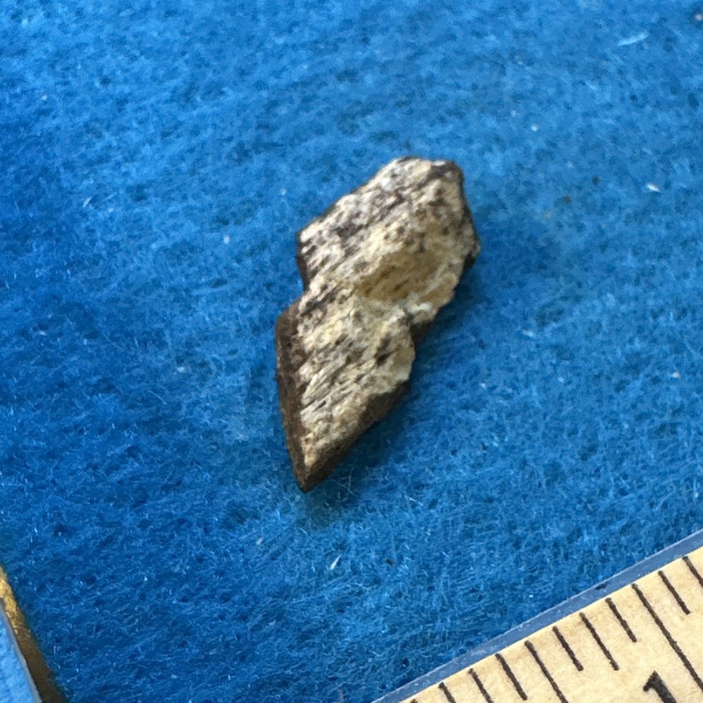 Hypacrosaurus Duckbill Extinct Dinosaur Bone Fossil with Display Case