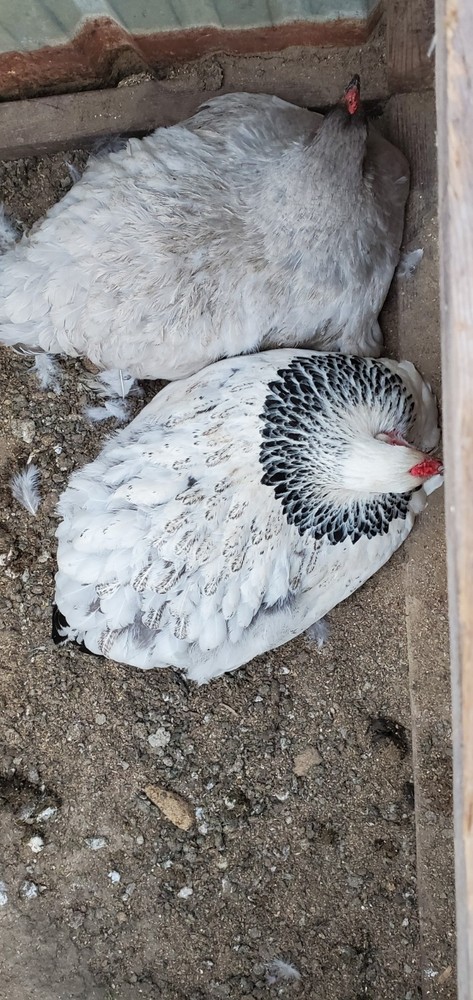 Self Blue Light Columbia Brahma Hatching Eggs 6+