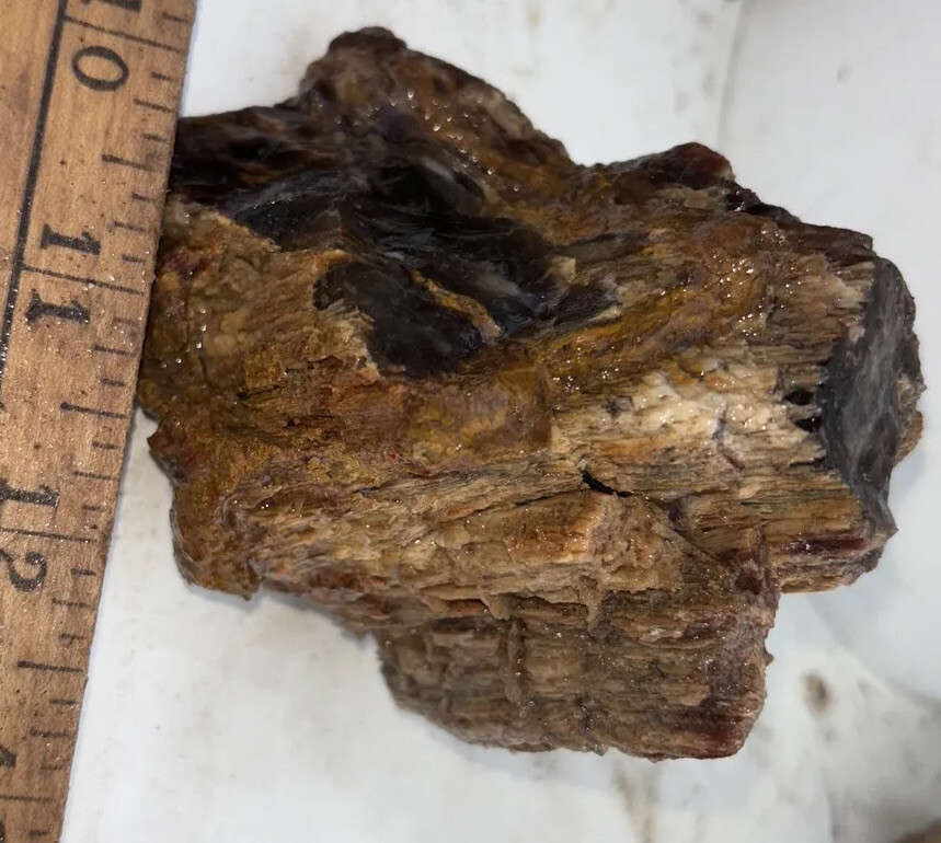 Silver Creek Junction petrified wood