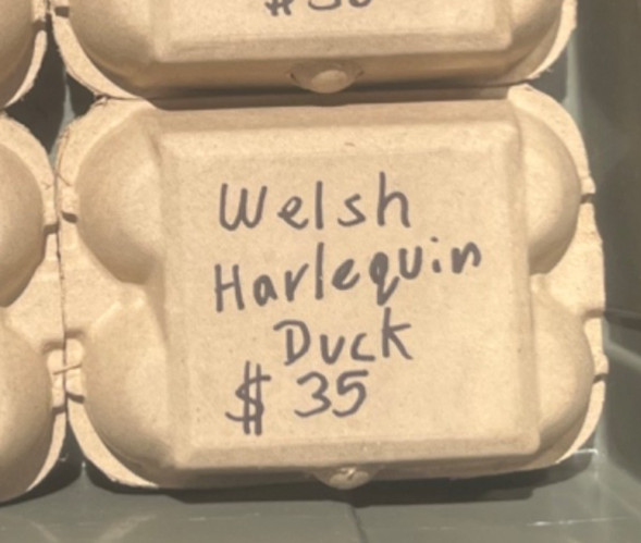 6+ Welsh Harlequin Duck Hatching Eggs