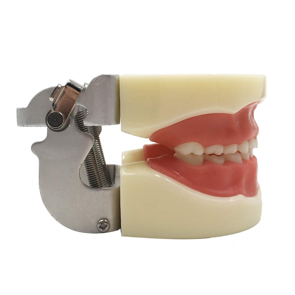 Typodont Child Teeth Model with 24pcs Removable Teeth Compatible with Kilgore...