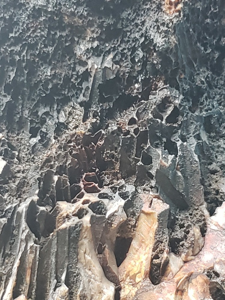 Agatized Opalized Petrified Oregon Fire-scorched Driftwood