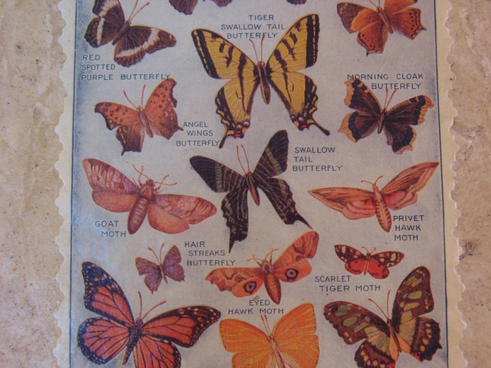 Butterfly & Moth Postcard on Tile Wall Art 5 7/8" square - EUC