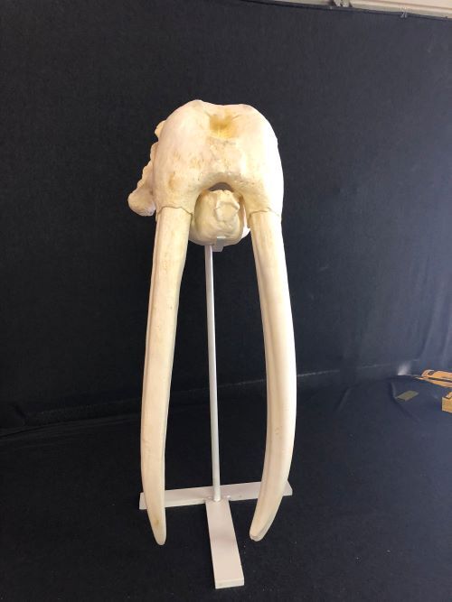 WALRUS SKULL -Replica