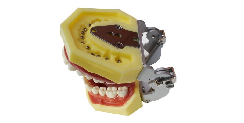 Teeth Model,Demonstration Teeth Model,Standard Study Teaching Mode