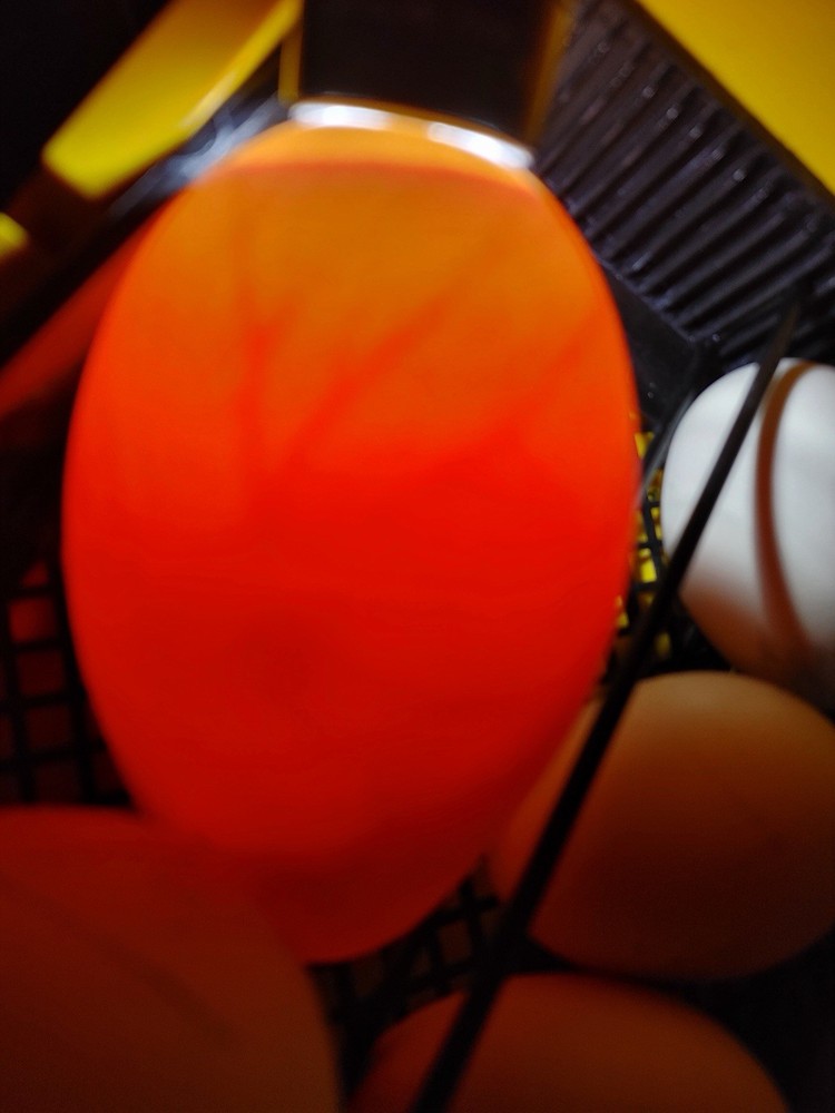 Sebastopol Goose Hatching Eggs