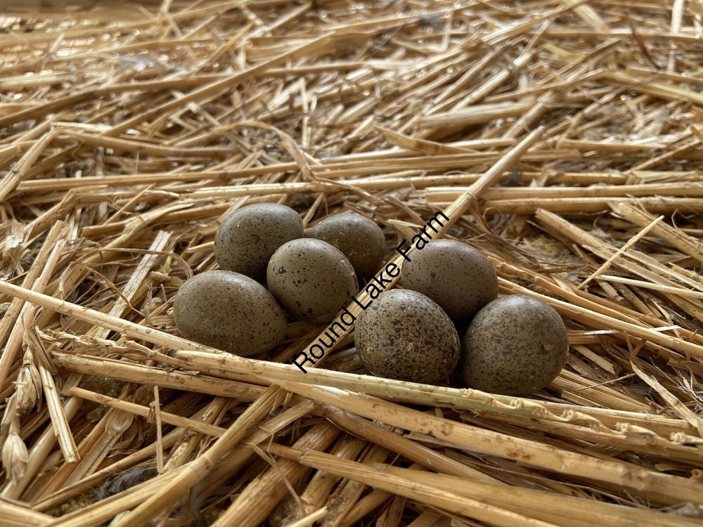 6 Fertile Button Quail Hatching Eggs