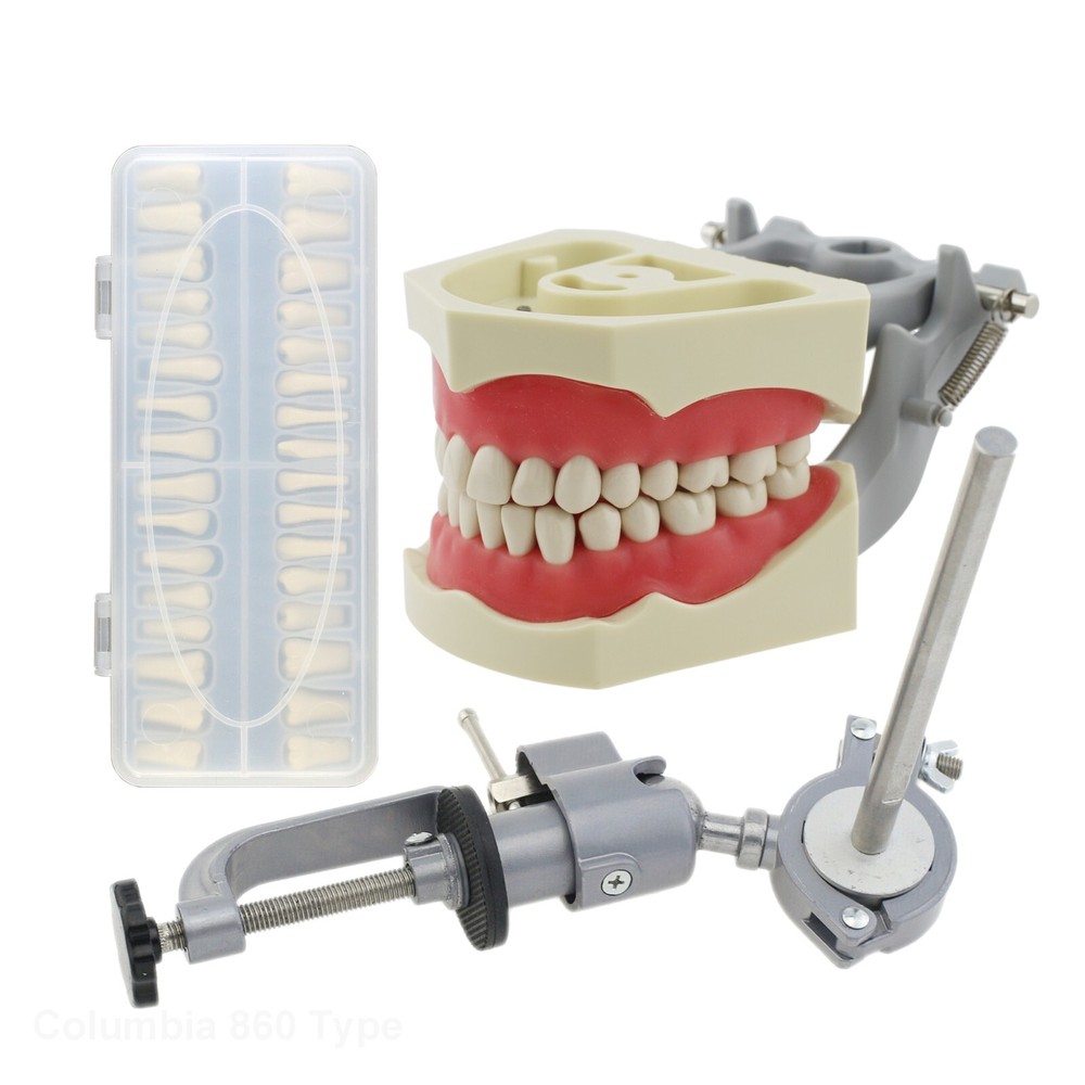 Dental Typodont Columbia 860 Practice Model 32pcs Removeable Teeth Mounting Pole