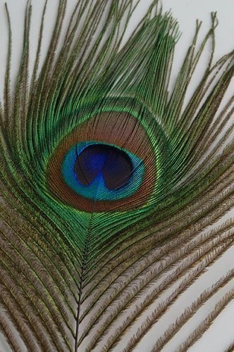 50 Pcs Peacock Feathers 25"-30"