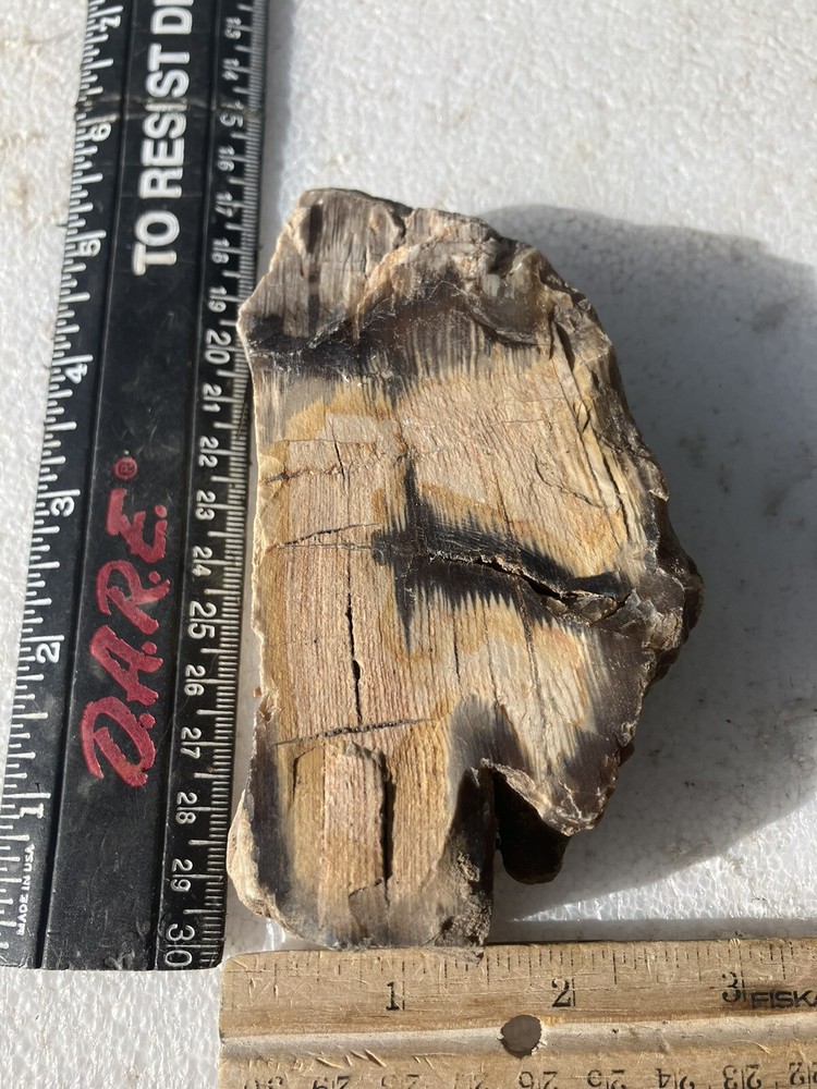 Petrified Wood , Fluorescent Under UV Light