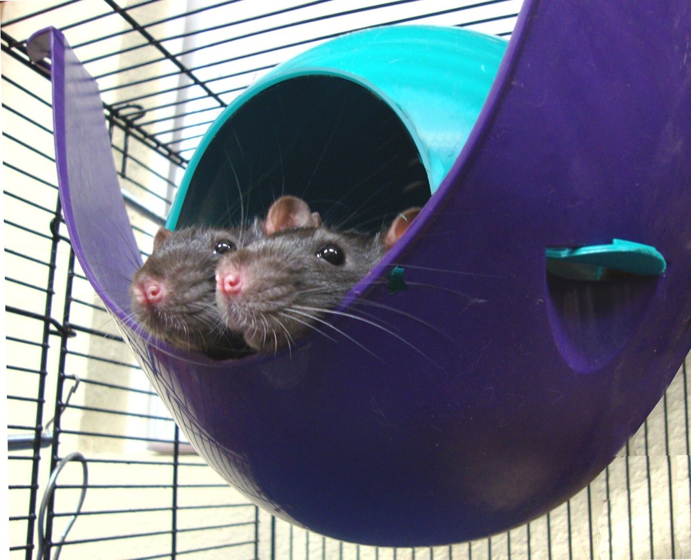 Lixit Critter Space Pod, Perfect for Small Animals (Large)