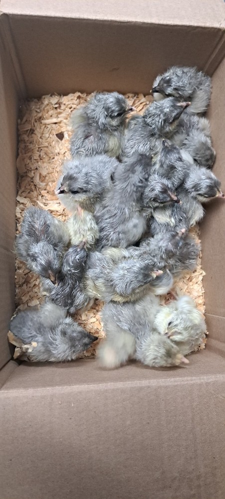 6 Croad Langshan Hatching Eggs (White & Splash)