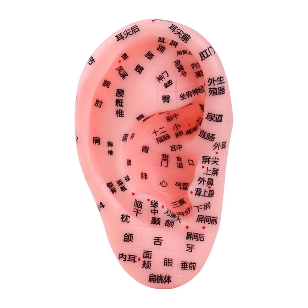 Ear Model Teaching Aid for Massaging Acupoint Practice Learning