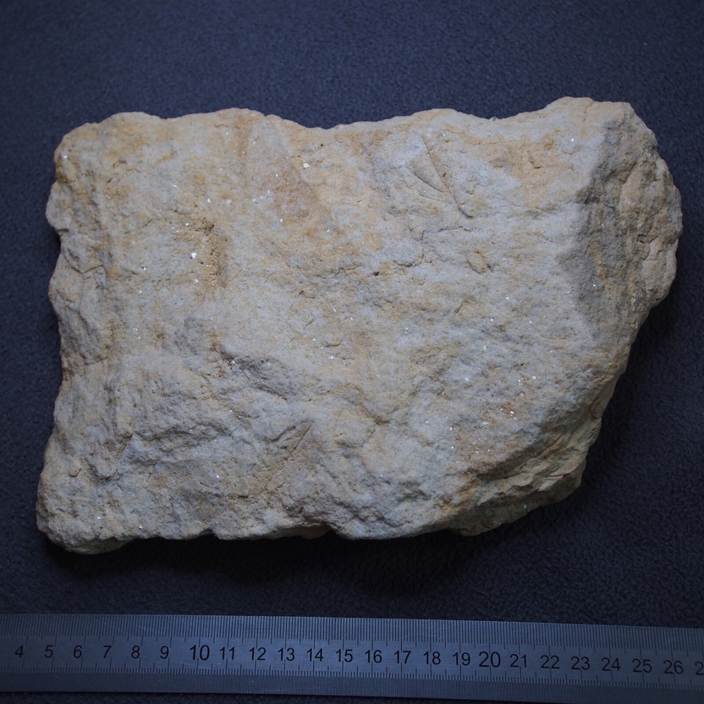 LARGE Czech Fossils Subtropical Tree Plant Tertiary Eocene