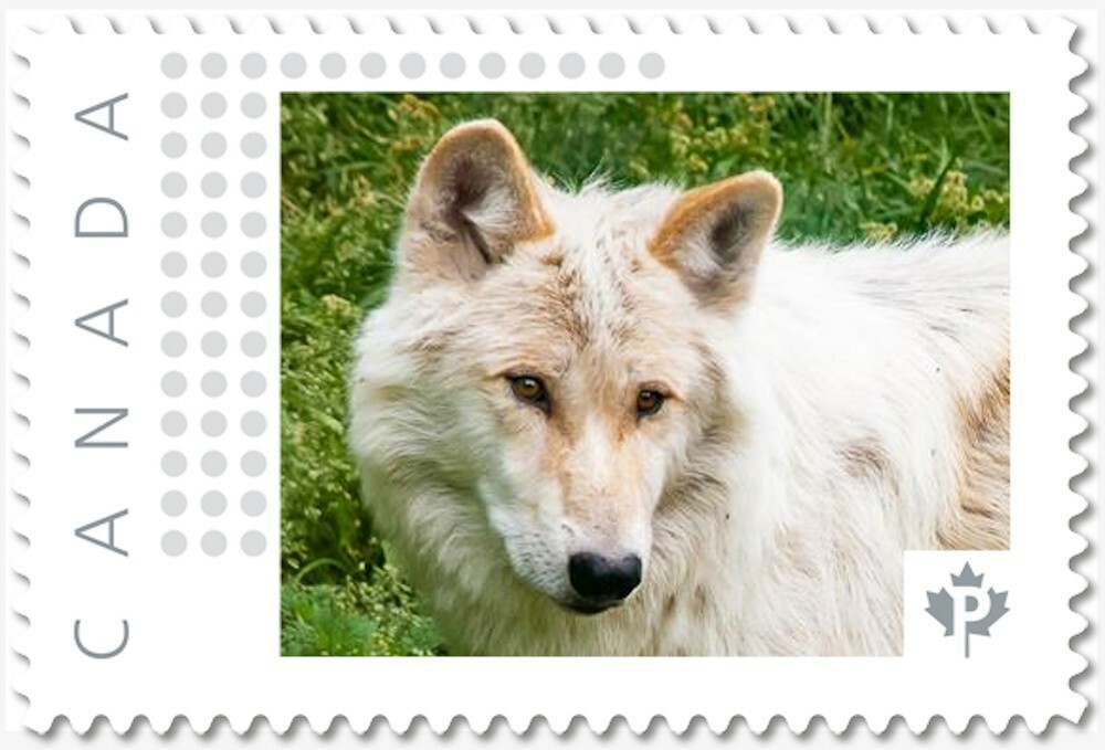 WHITE WOLF = Picture Postage Personalized stamp MNH Canada 2018 [p18-04sn05]