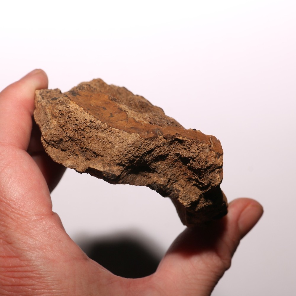 Ridged Ankylosaurus Scute Armor Dinosaur Bone Hell Creek Formation Cretaceous