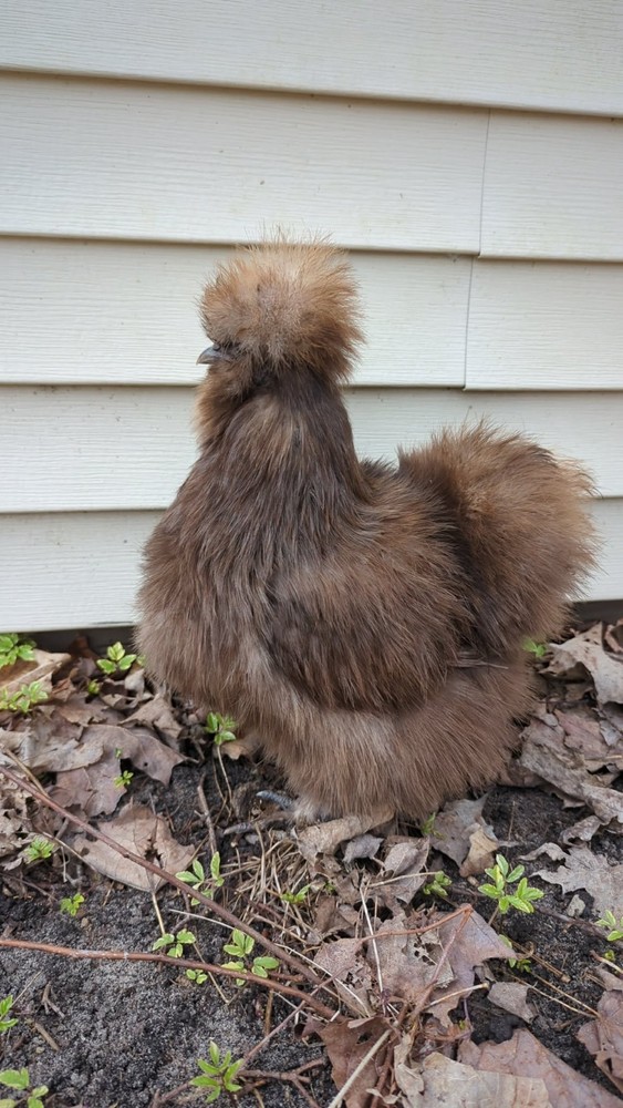 10 +Extras Chocolate partridge silkie hatching eggs