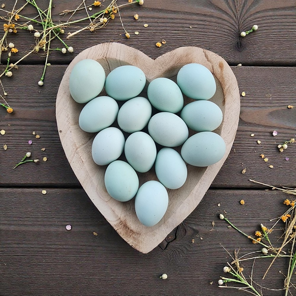 Cream Legbar Fertile Hatching Eggs 12+ Eggs