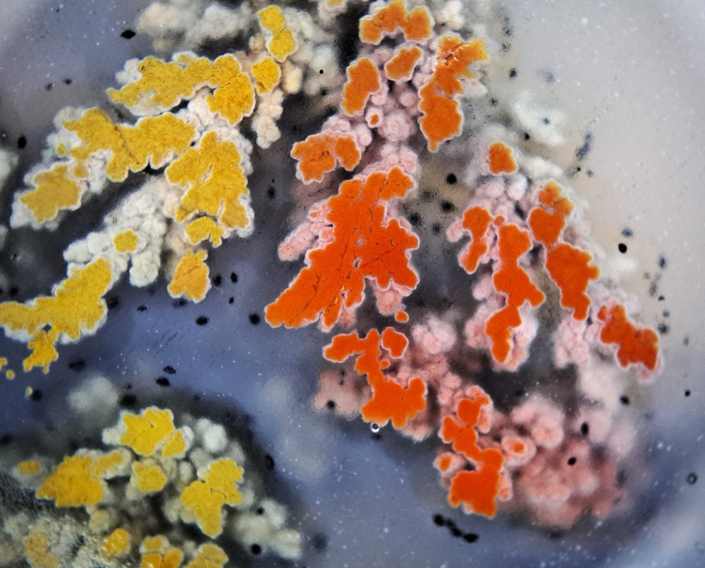Priday Plume Agate Slab