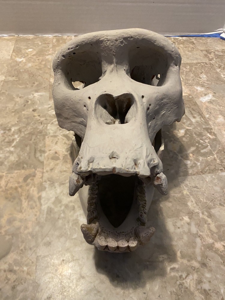 Gorilla Skull Replica Skull Large Cast Model Two Piece