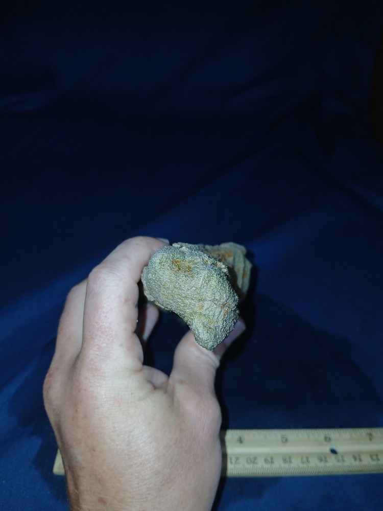 14 oz Texas Petrified Wood