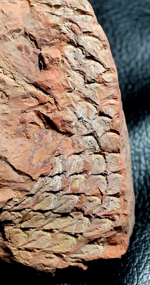 Nice Carboniferous - Lepidodendron - fossil bark