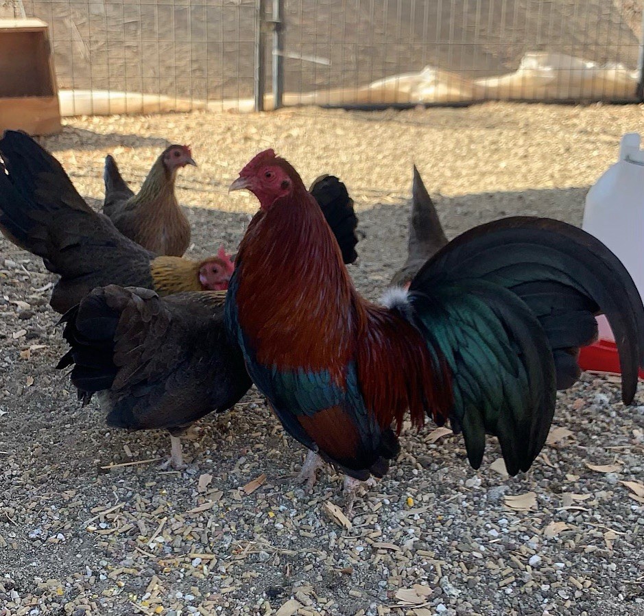 Bantam Assortment 8+ hatching eggs(Read Description)