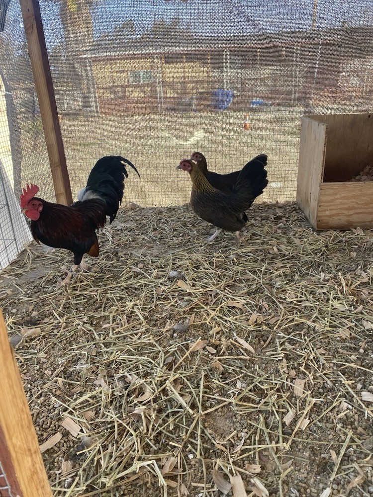 Bantam Assortment 8+ hatching eggs(Read Description)