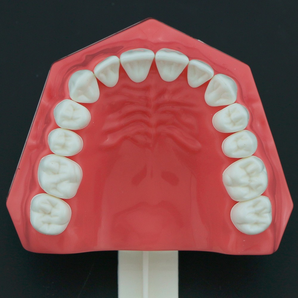 US Dental Teeth Model Brushing Flossing Studying Practice Teaching Model 7010-1