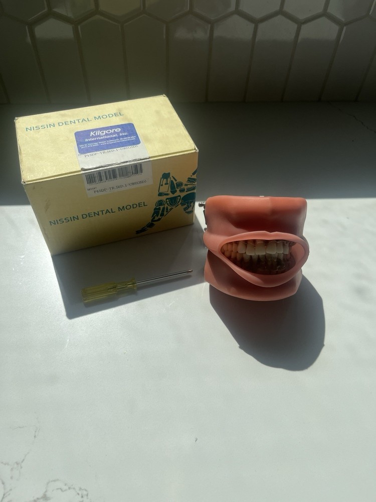 Nissin Dental Mouth Model