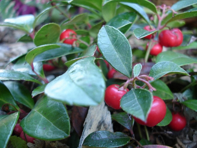 4 oz Candle Scent Oil-TEABERRY