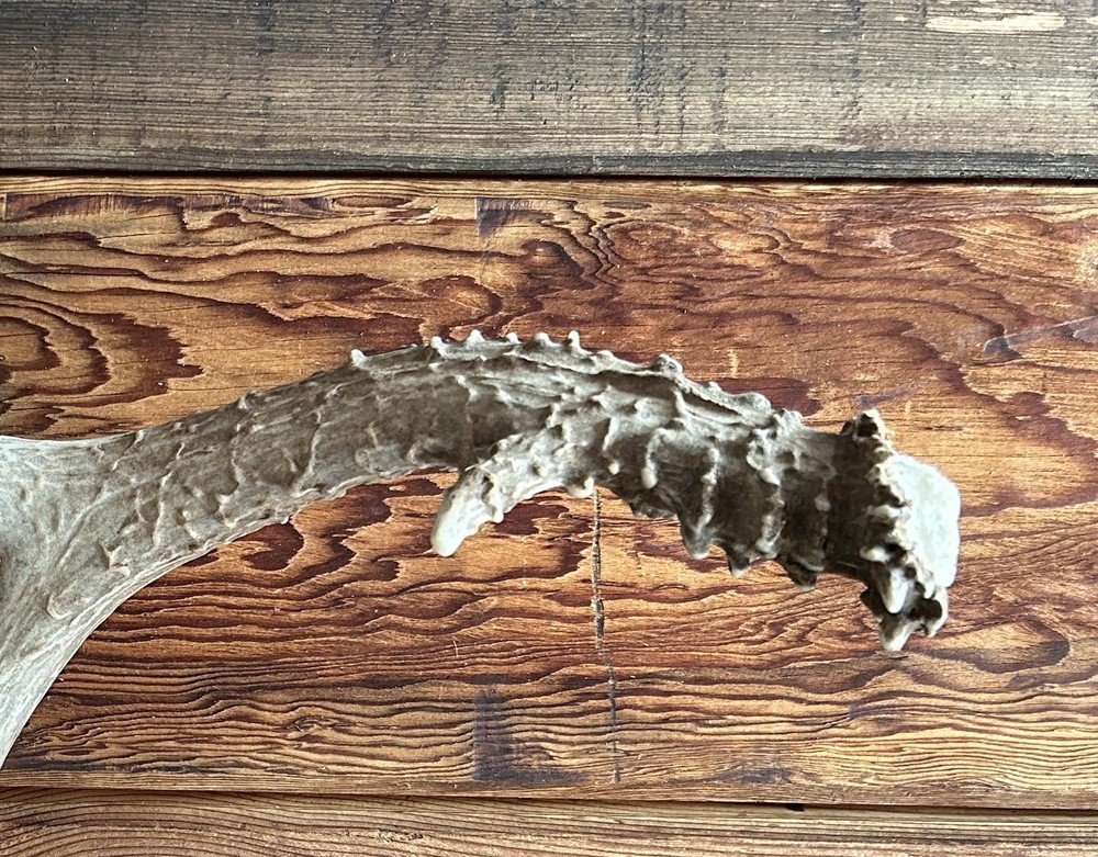 Mule Deer Shed ~ Deer Antlers