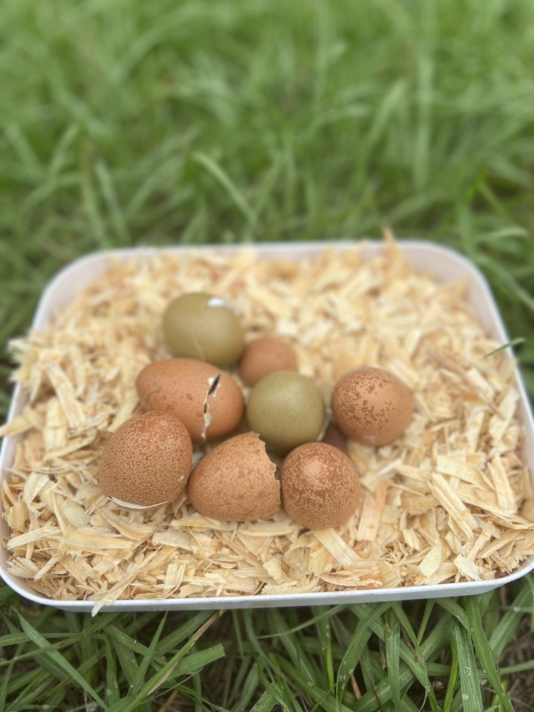 Olive Egger Hatching Eggs 1 dozen (12 + extra)