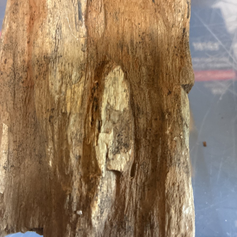 petrified wood rough
