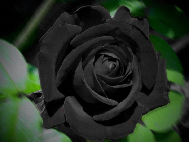 4 oz Candle Scent Oil-BLACK ROSE