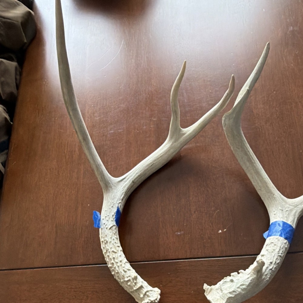 Deer Antler Pair Taxidermy