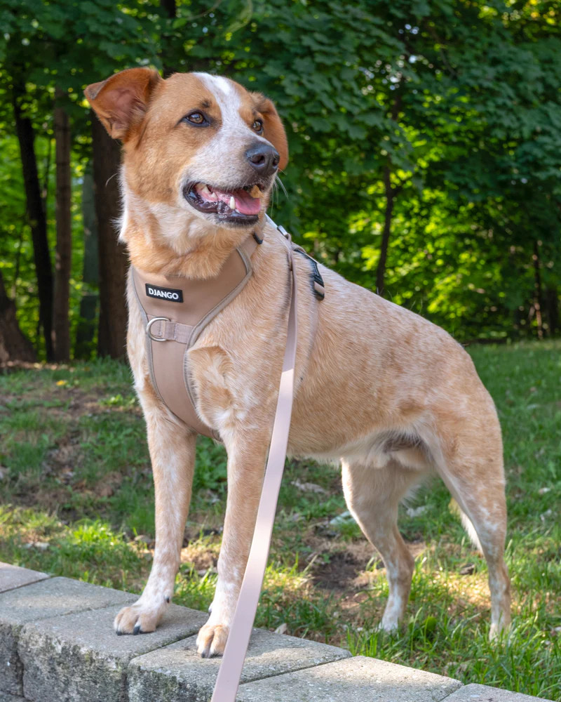 NWT Django Tahoe No Pull Dog Harness - Sandy Beige