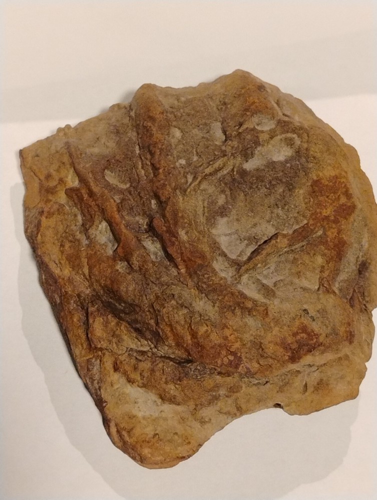 Prehistoric Fossil Specimen 100% Authentic
