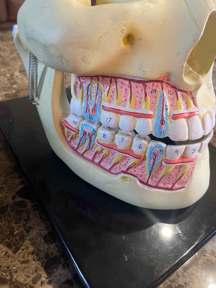 Deluxe Upper & Lower Jaw Model