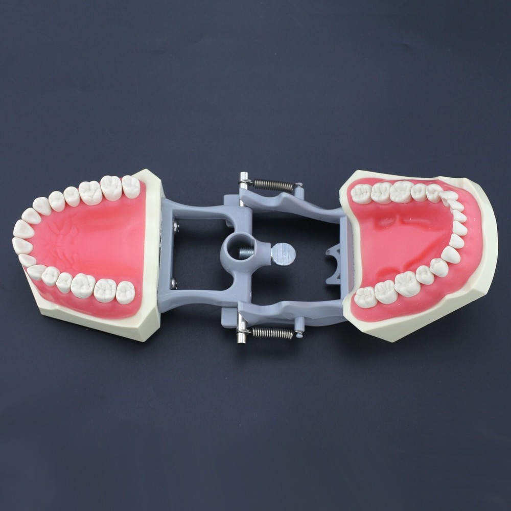 Columbia Dentoform 860Type Dental Typodont Model 32pcs Removable Teeth & Screws