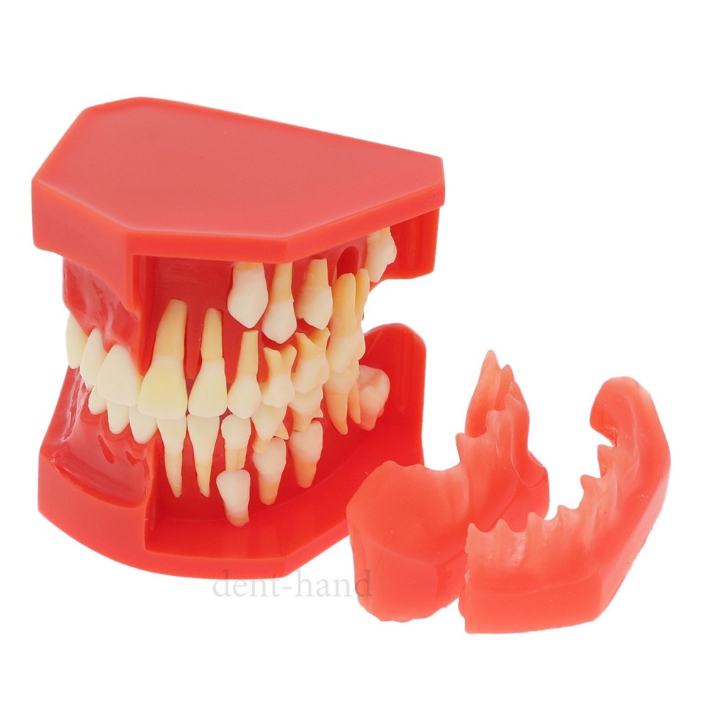 M7013 Teeth Permanent Tooth Dental Alternate Demonstration Study Teach Model