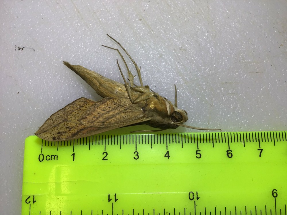 UASP 10 A+/A Specimens Hippotion gracillis Sphingidae