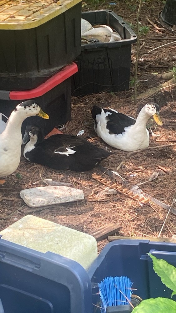 ancona duck eggs, Dozen