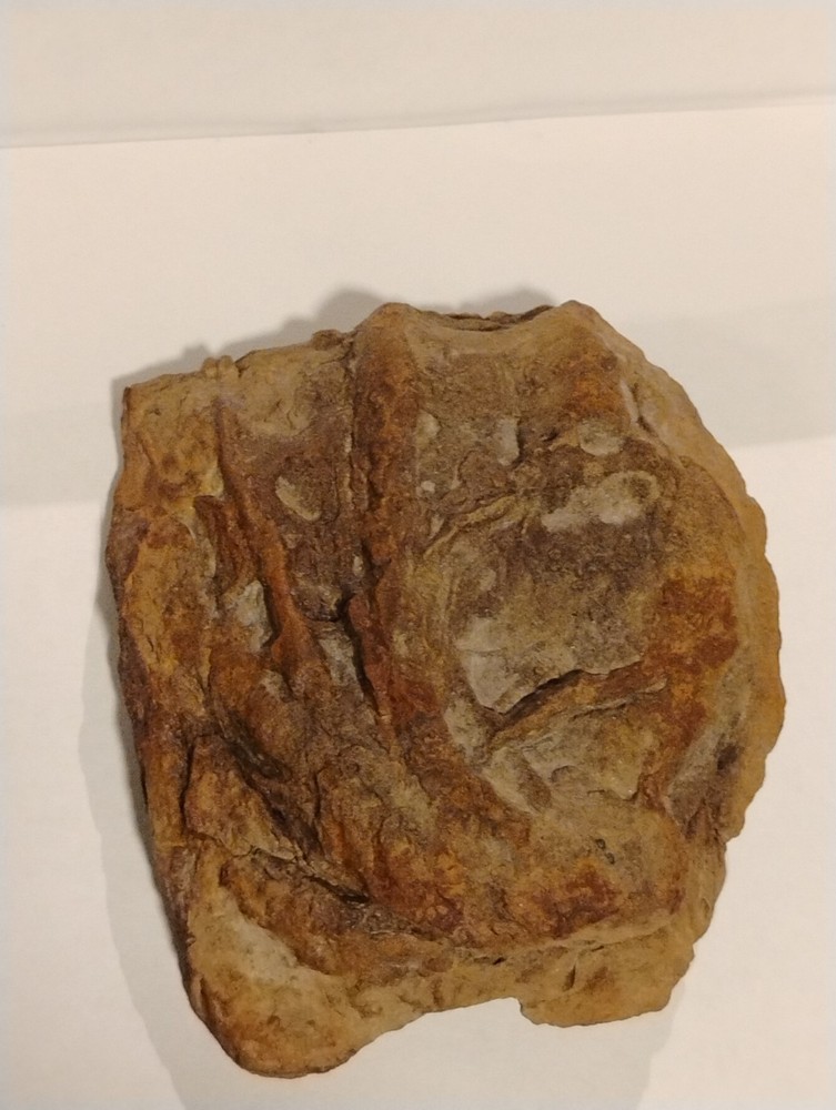 Prehistoric Fossil Specimen 100% Authentic