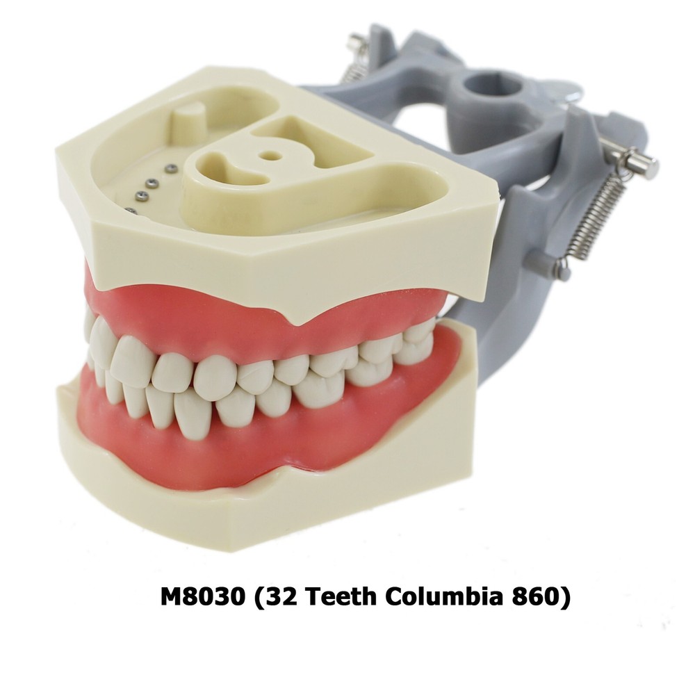 Columbia 860 Type Dental Typodont Model Exam Restorative 32PCS Teeth Removable