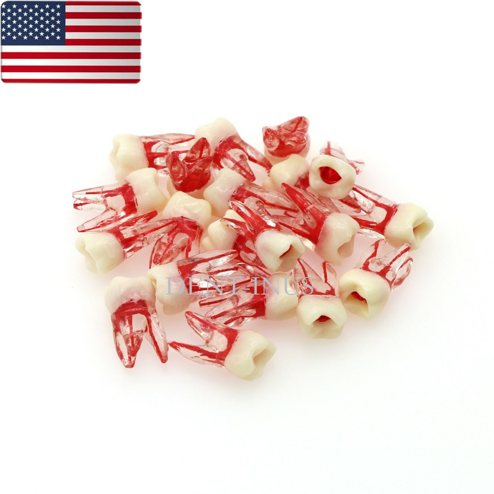 US Dental Endo Molar Root Canal Study Practice Block Pulp Cavity Model RCT/MTA