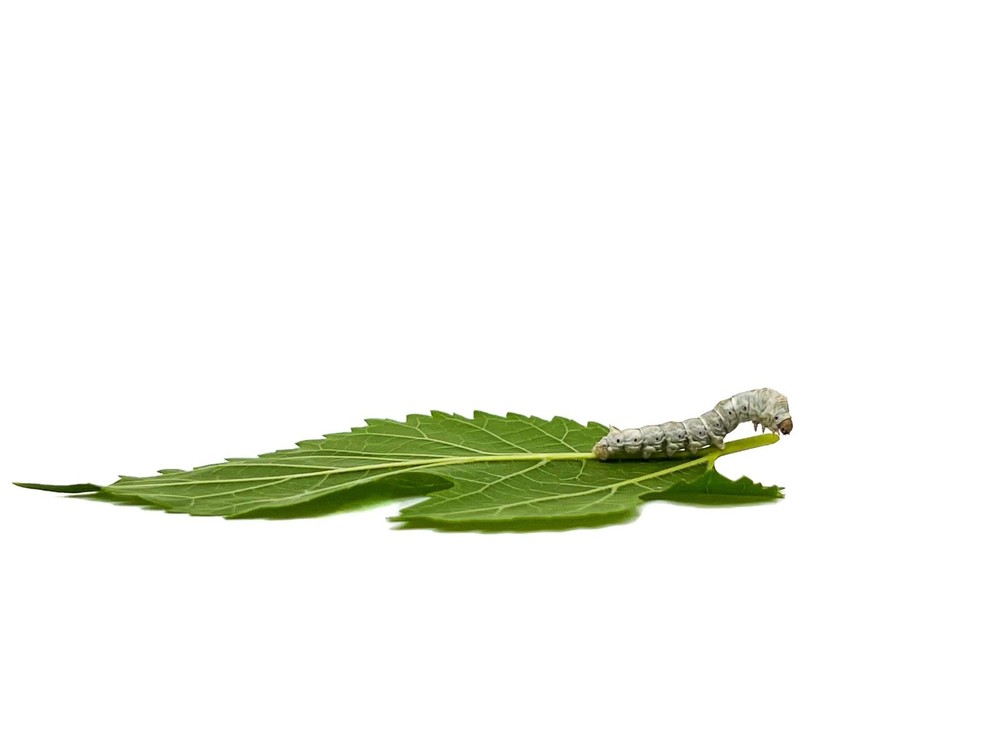 Live Silkworm (Medium Size)