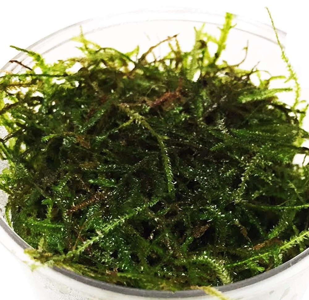Java Moss / Christmas Moss (20 grams or .70 oz)