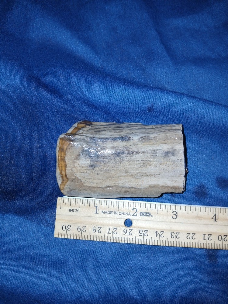4 oz Texas Petrified Wood