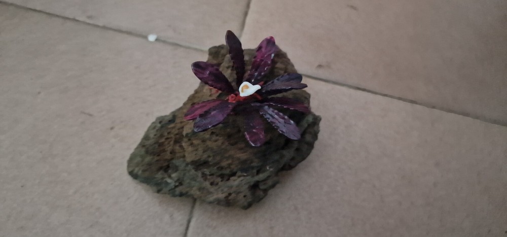 Bucephalandra Brownie Ghost 2011 Modeling 3d Printed Resin